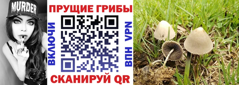MEGA tor как найти закладки Плёс Псилоцибиновые грибы Cubensis